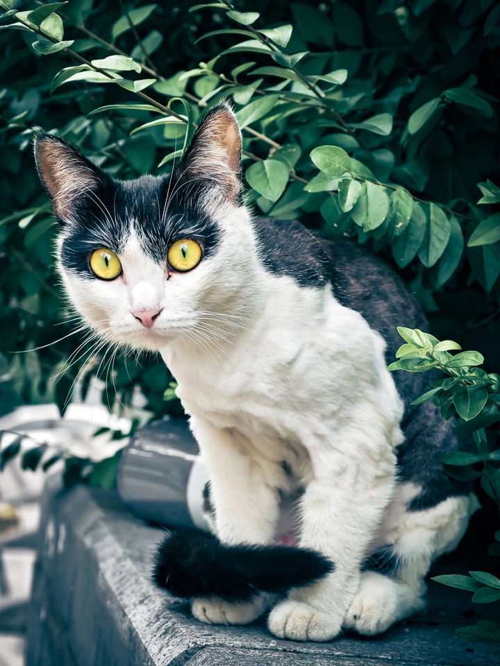 猫咪