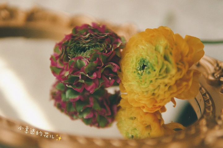 锦鲤洋牡丹