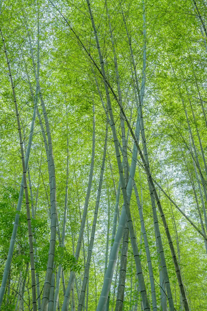 山中