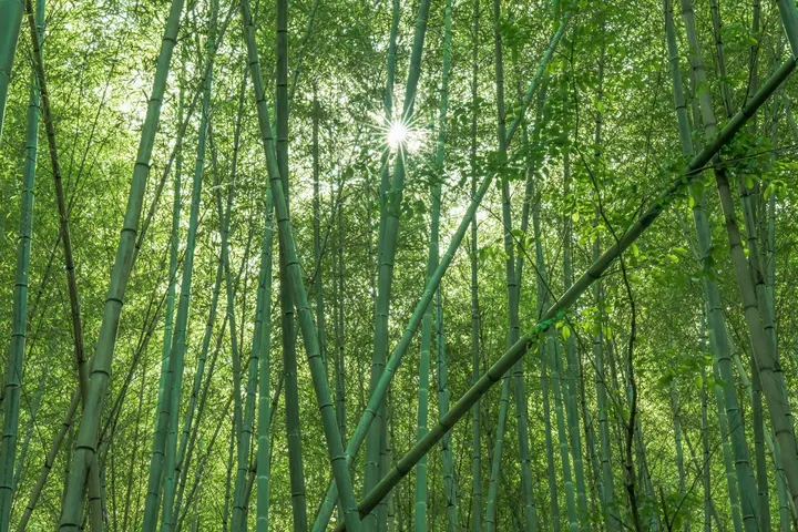 竹林