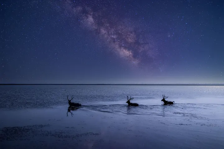 野鹿荡星海