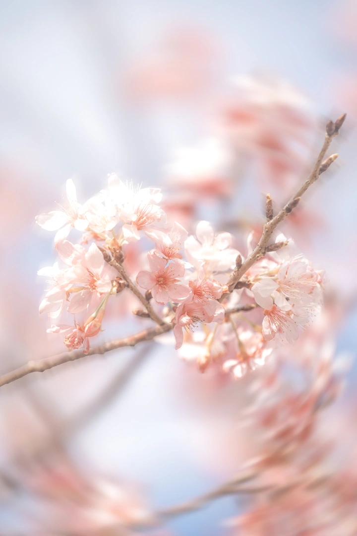 一抹春色