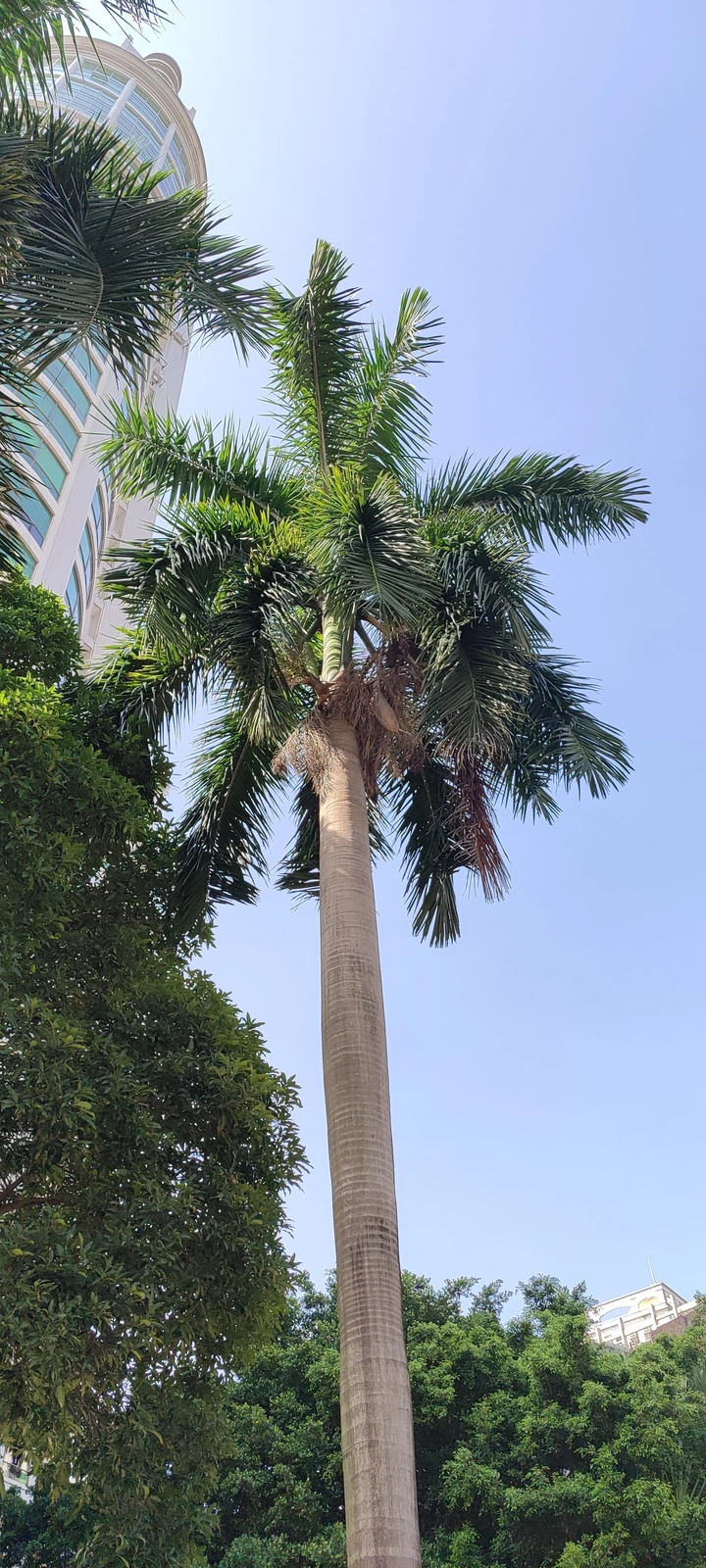 参天树！