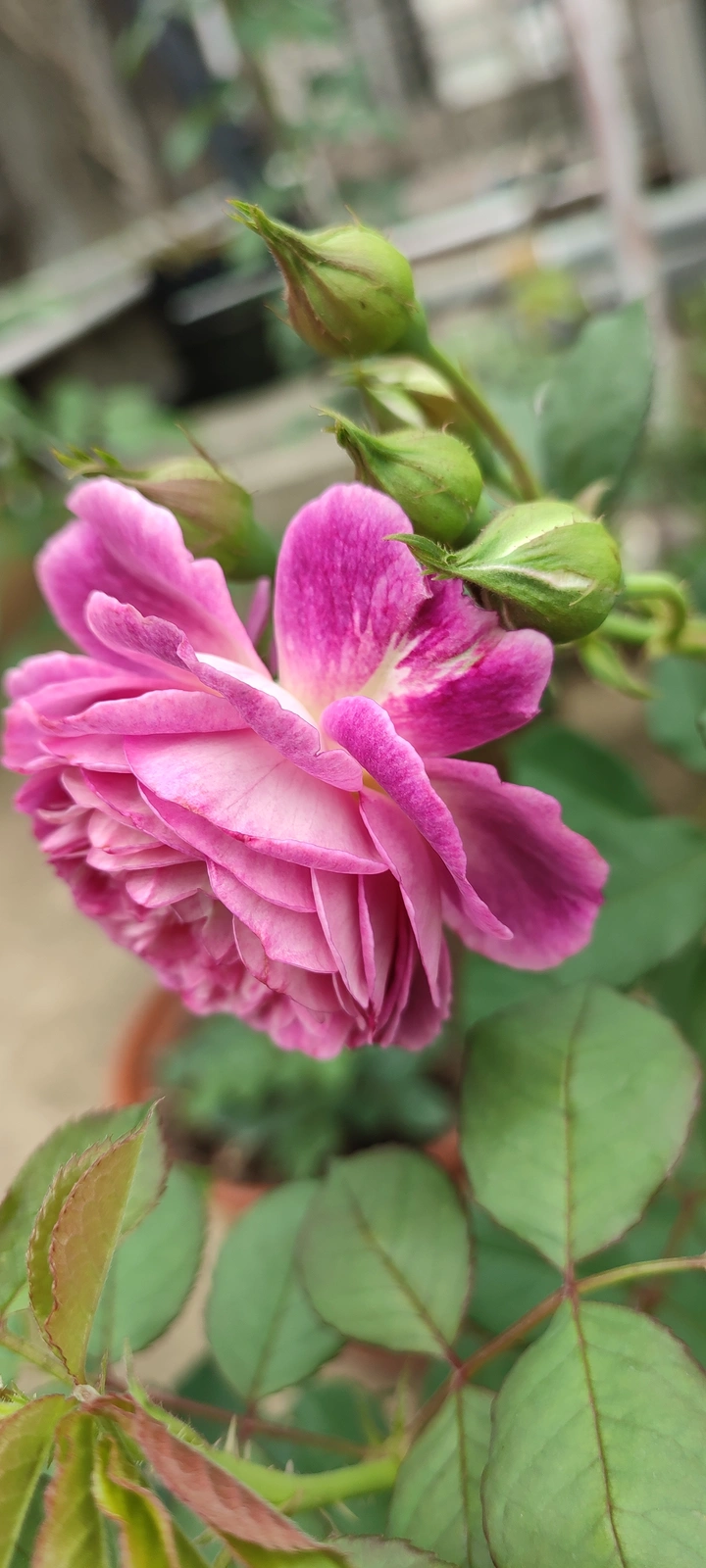 紫色月季花儿！