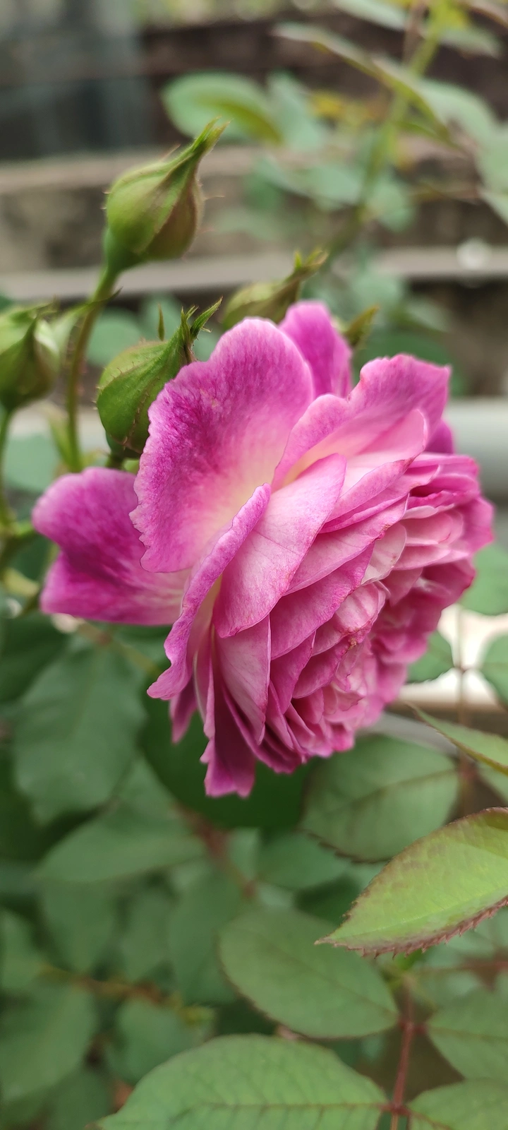 紫色月季花儿！
