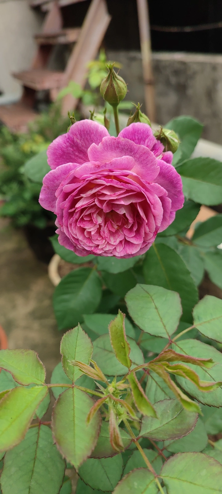 紫色月季花儿！