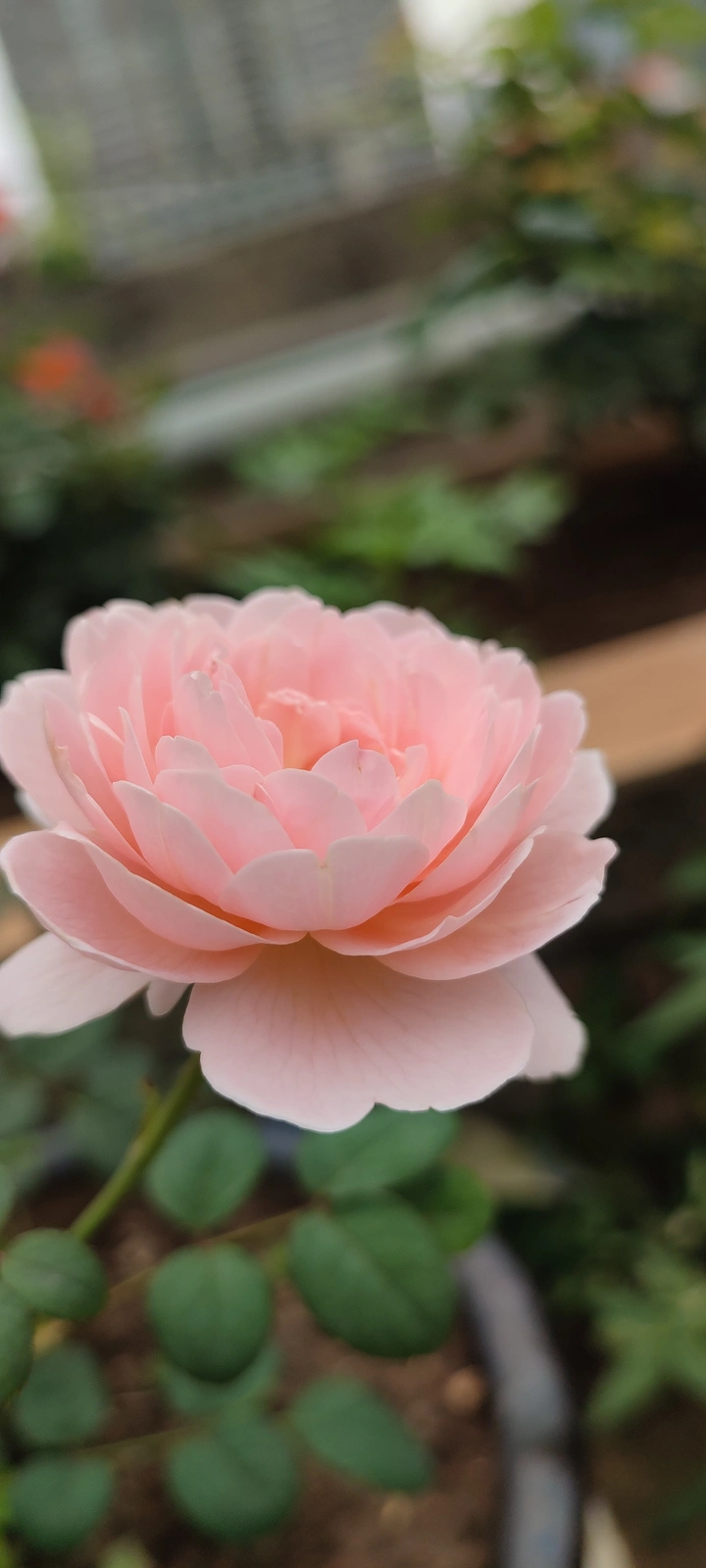 粉色月季花儿！