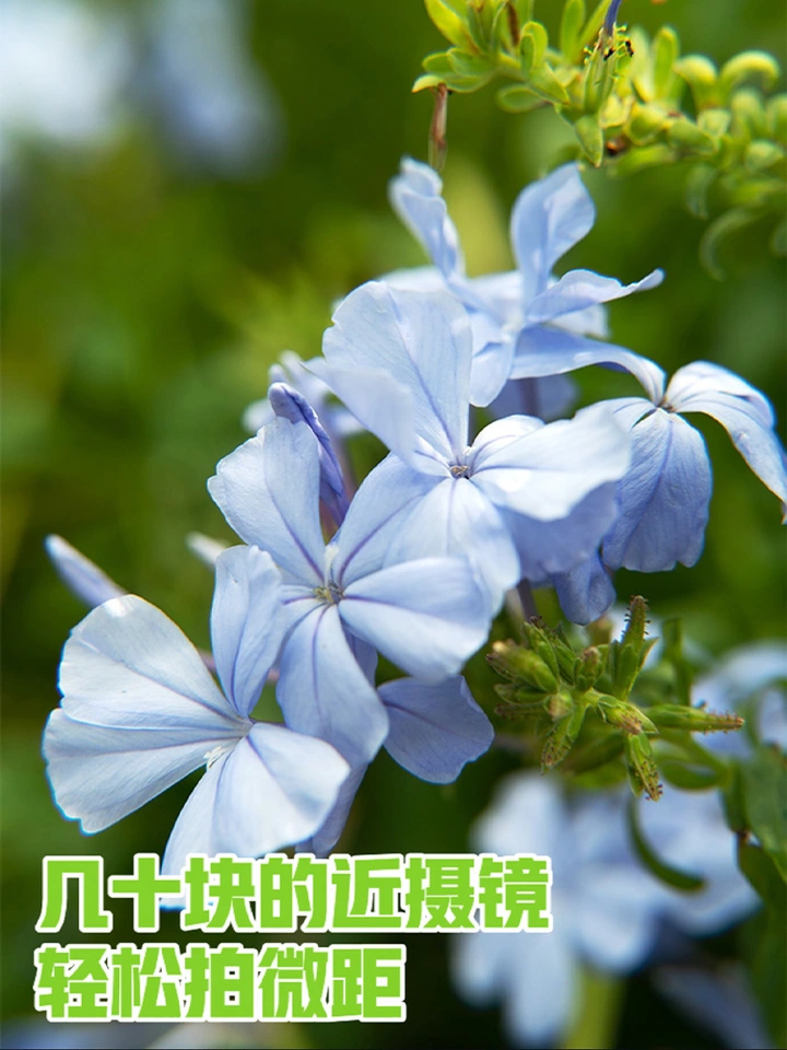 低成本拍微距！几十块的近摄镜片能拍出什么