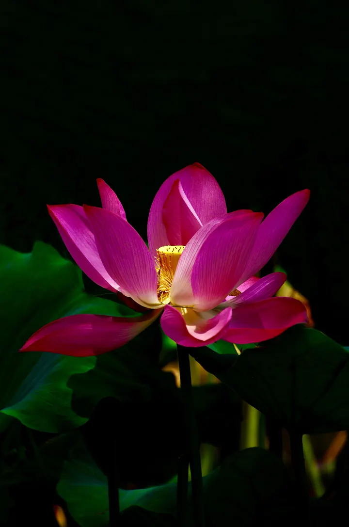 荷花