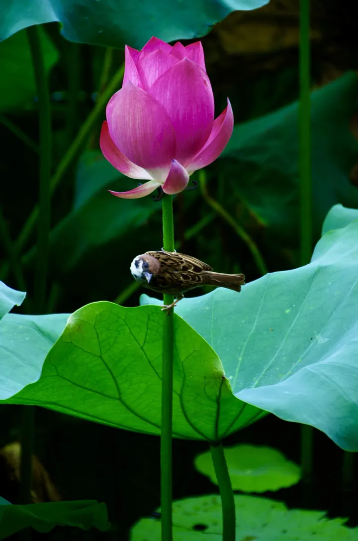 荷花与麻雀