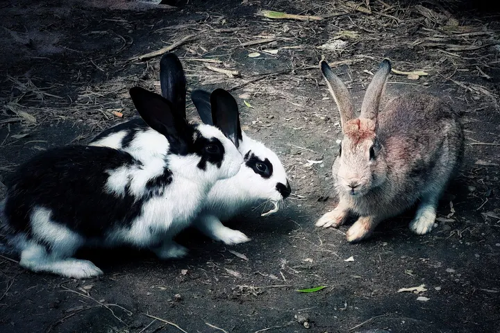 伙伴