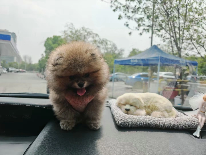 可爱的小狗