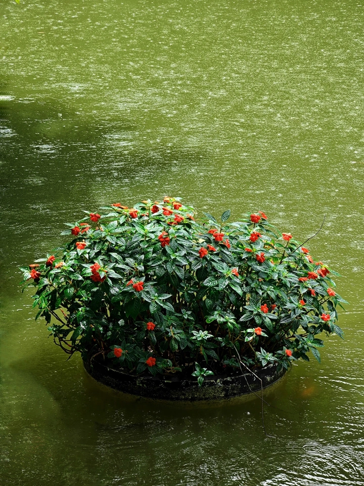 雨中花