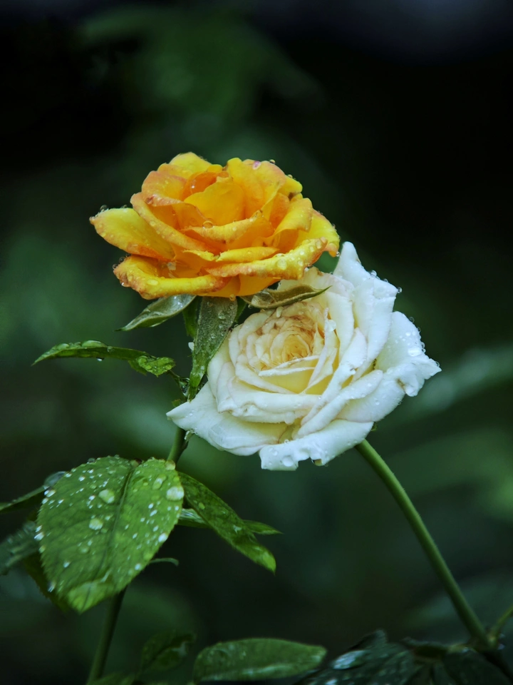 依偎（月季花）