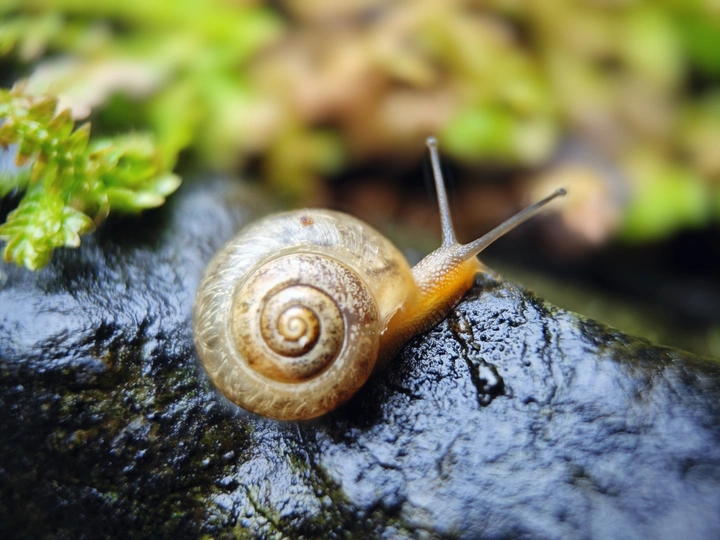 蜗牛微时光