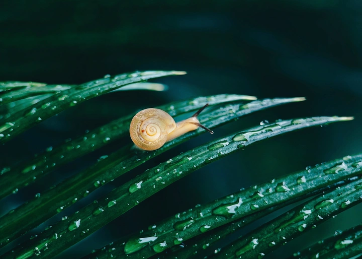 蜗牛微时光