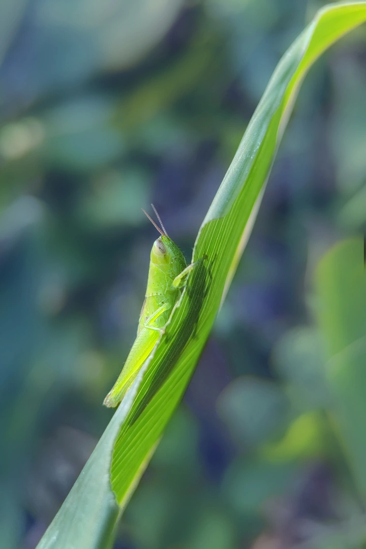 蚱蜢