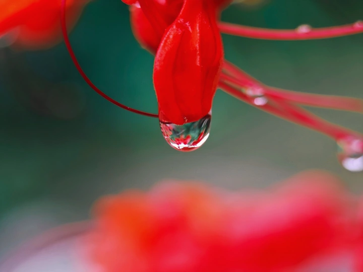 微距摄影组图：花、水滴和瀑布