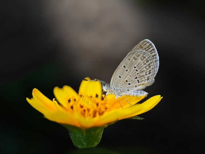 蝶恋花