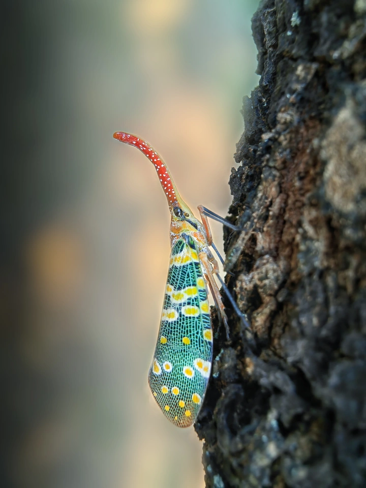 梦幻龙眼鸡