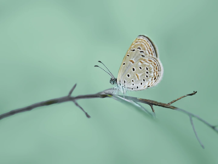 小小灰蝶