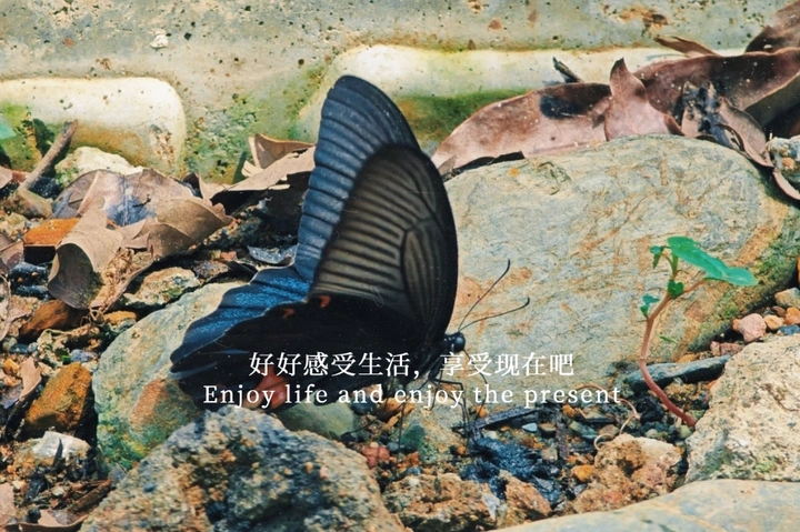 珍稀宽尾凤蝶