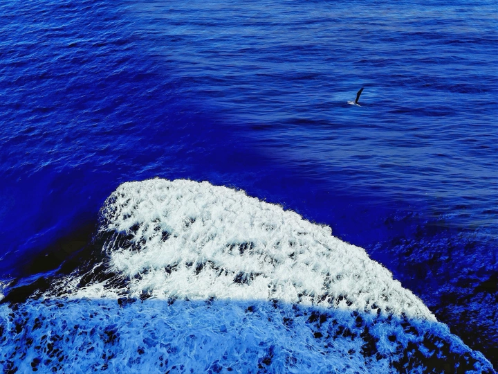 海浪与海鸥