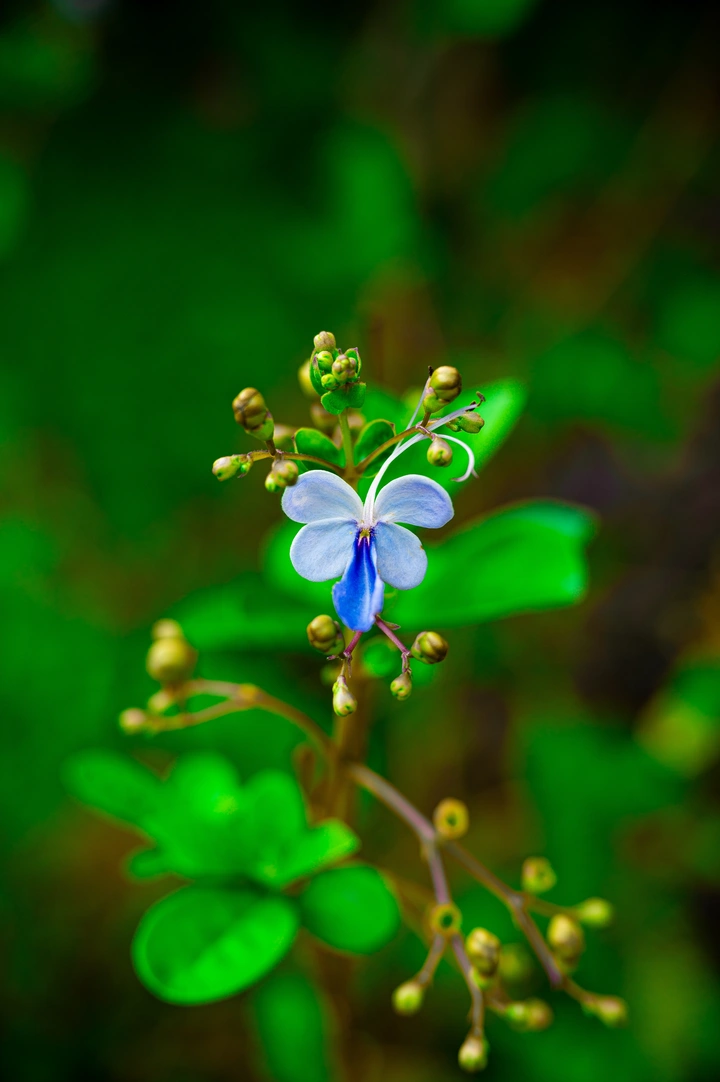 紫蝶花