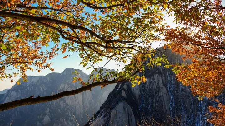 华山上的红叶