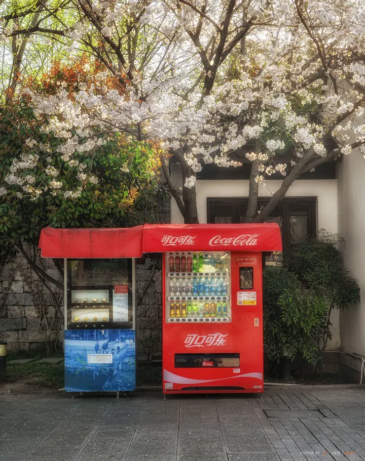 苏州东园可口可乐限定樱花