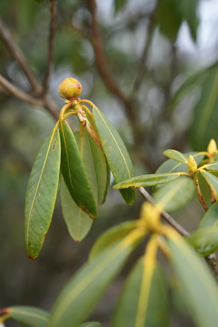 冬日高山杜鹃花