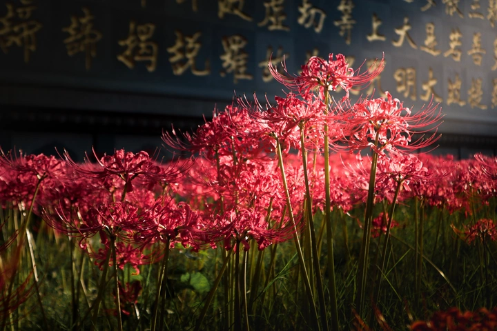 见叶不见花