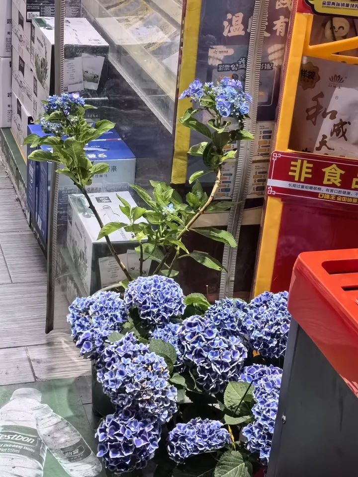 绣球
