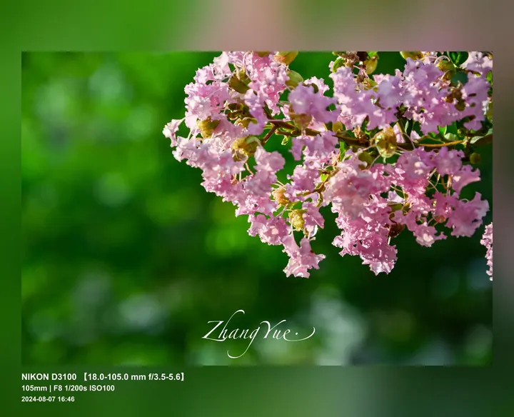 雨后繁花