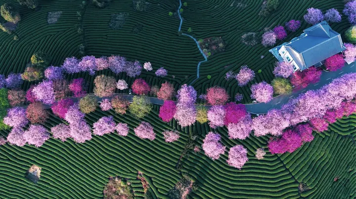 永福台品樱花茶园