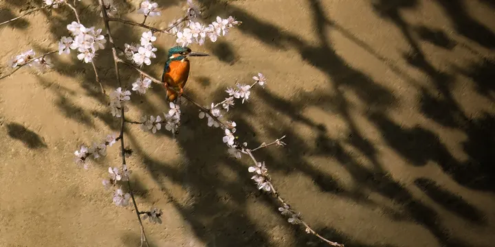 惊鸿栖春