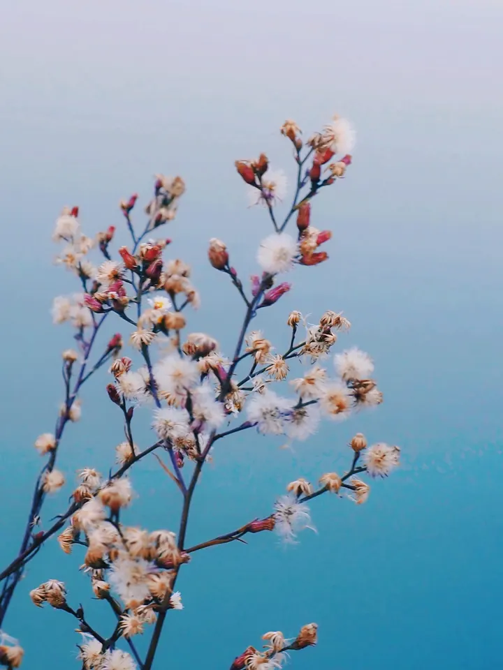 乡下·小野花合集