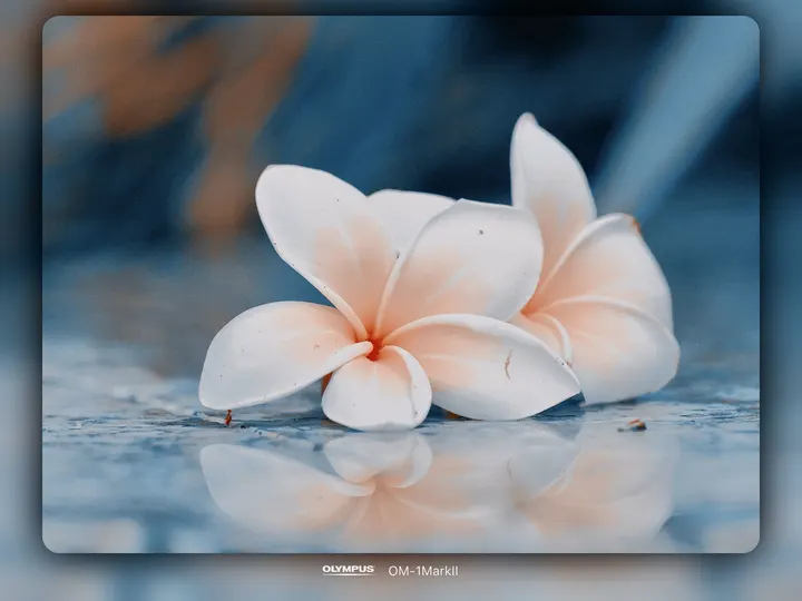 粉色鸡蛋花