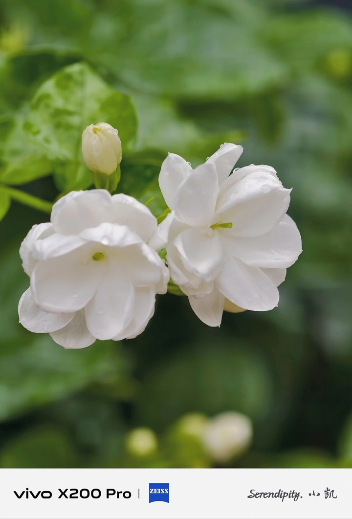 茉莉花