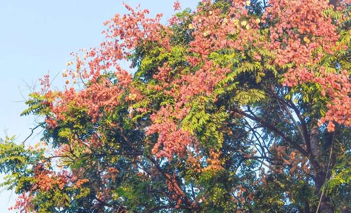 栾树