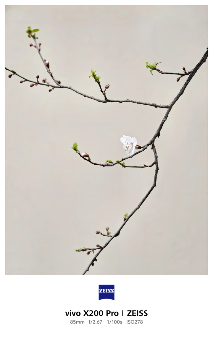 早樱