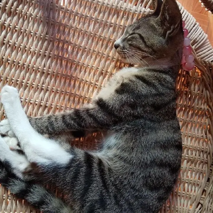 虎猫