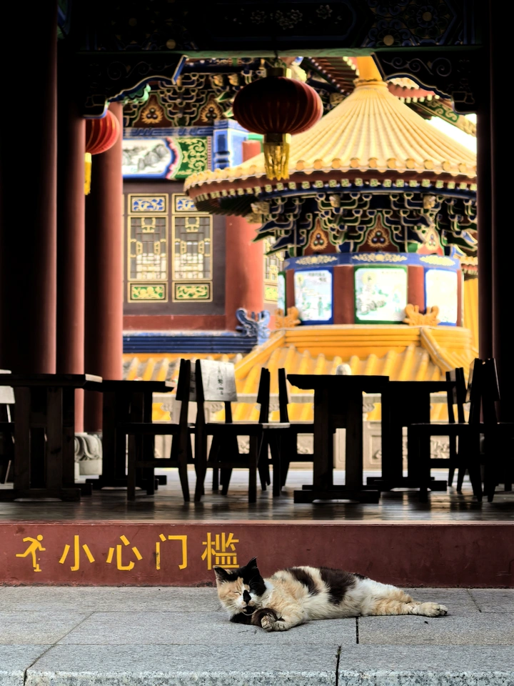 寺庙里的猫