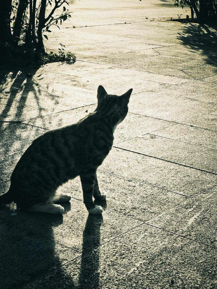 斜阳里