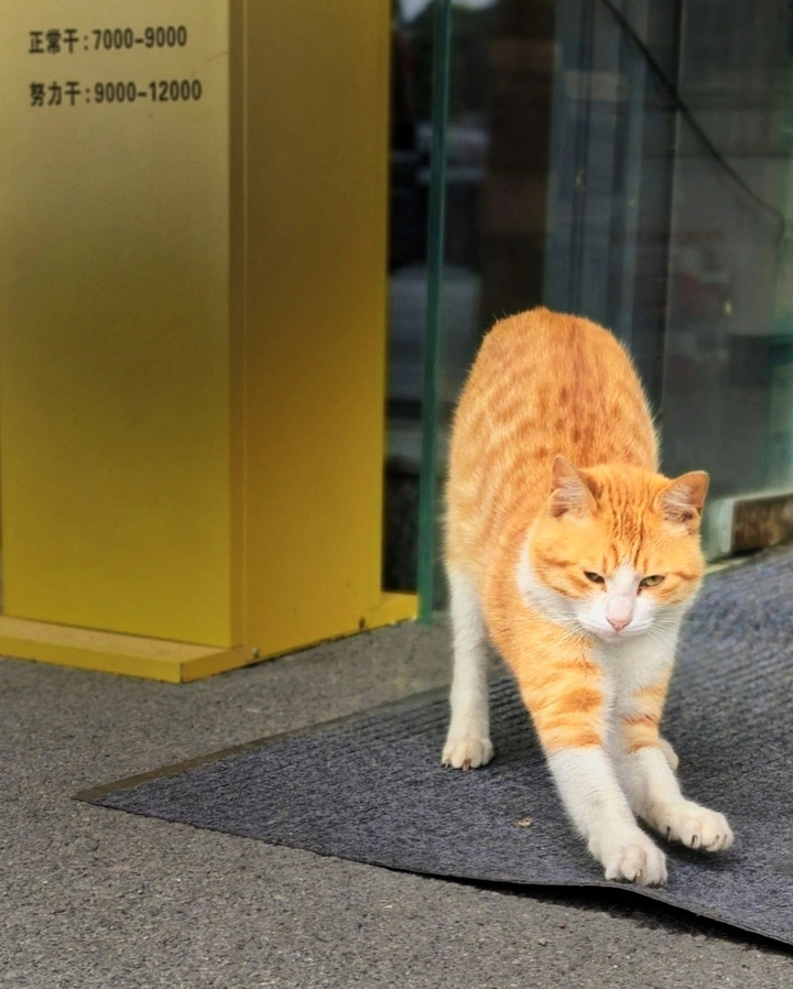 职场招财猫