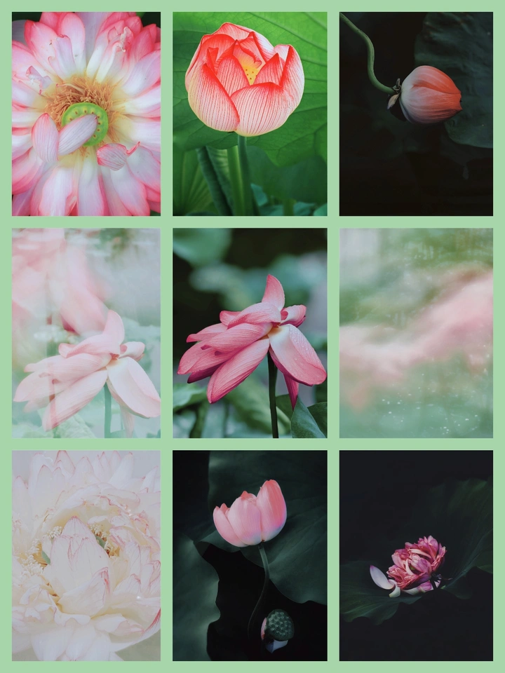 赏荷