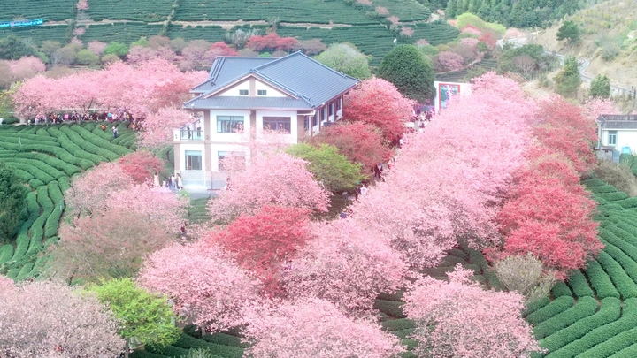 🌸樱花吻过春山，🍵茶芽便有了诗的名字。