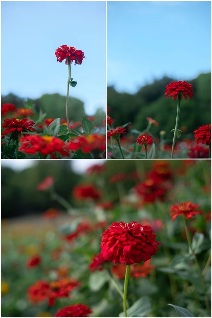 静物•百日菊
