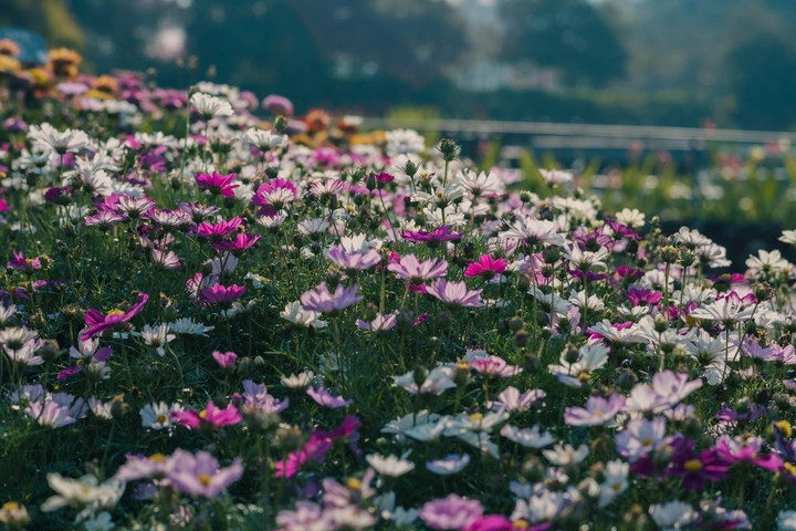 春日鲜花