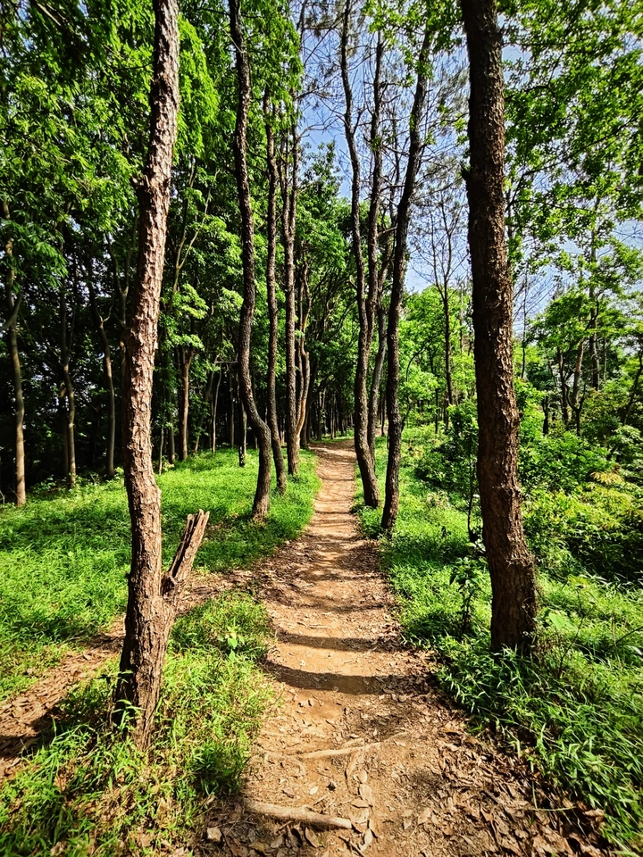 小树林开阔的路